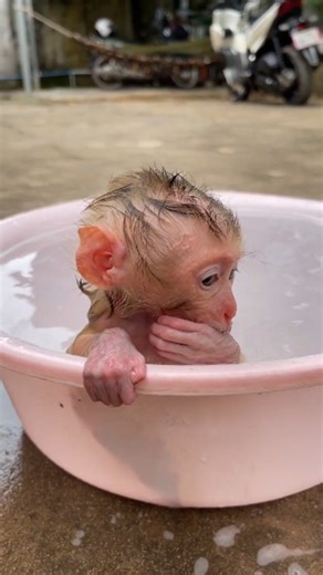 Baby Monkey Rescue Foundation on Instagram: "Baby Monkey Rescue Foundation 🐵 A Warm Welcome to Our Newly Rescued Baby Monkey ⭐️ A tiny newborn arrived in our home today, shivering, confused, and searching for the safety it lost too soon. The moment we held the little one close and offered milk, it slowly began to relax, knowing it was finally somewhere safe. This first moment of trust is where every healing journey begins. At Baby Monkey Rescue Foundation, every rescue is a promise. We protect,