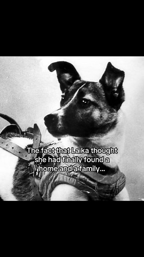 Laika's Tragic Space Journey: A Home Lost