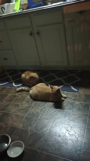 Shoemaker 75 (@staceyshoemaker1975)’s videos with Nettie - Type O Negative