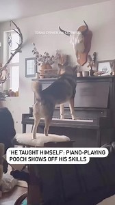 A Swedish elkhound who’s taught himself to play the piano and sing has been entertaining, or perhaps tormenting, his owner for months with his musical talents. Tosha Cypher, of Palmer, Alaska, told Storyful that Helix the hound really enjoys playing, as he provides his own vocal accompaniment. “He taught himself,” she said. Sometimes joking that her dog was looking for attention, Cypher also said that this was Helix’s way of waking her up in the morning. | ABC 7 Chicago
