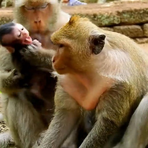 Full Cries of a Scared Baby Monkey Searching for His Mother | LE LE One