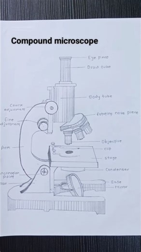 Labelled diagrams for botany project work. #art #drawing #shorts