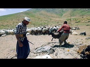 Fascinating Tribal Shearing: Men Shearing Sheep Wool#nomad