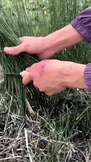 Harvesting Horsetail Stems! 🌿