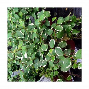 Live Terrarium Plants for Reptiles | Bioactive Vivarium & Jungle Setups