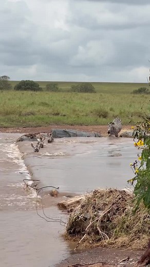 Zebra Pulled Away in Seconds by Floodwaters - Deadly Trap