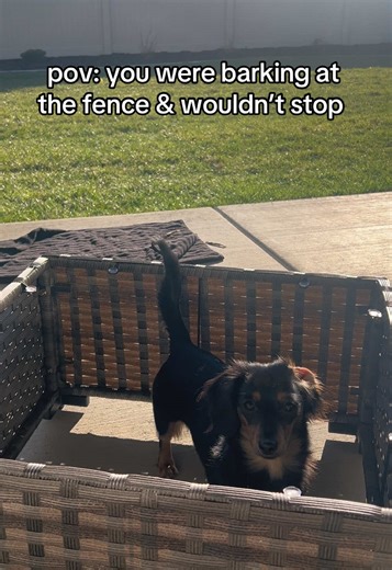 Mini Dachshund Barking at Squirrel