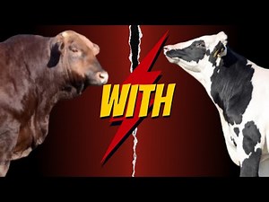 "Holstein x Beefmaster Cross: The Future of Livestock Farming Explained!"