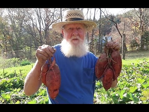 How To Cure and Store Sweet Potatoes To Last ALL WINTER !