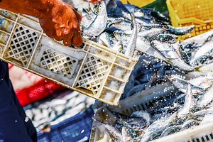 Estos son los cinco pescados españoles con más presencia de anisakis