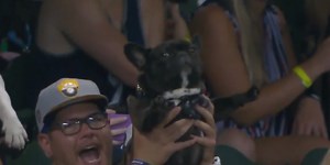 Dogs raised like Simba at baseball game