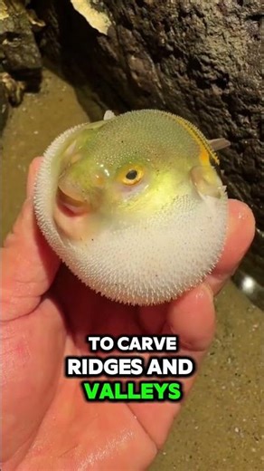 They Thought These Were Alien Crop Circles... 🛸🌀🐡