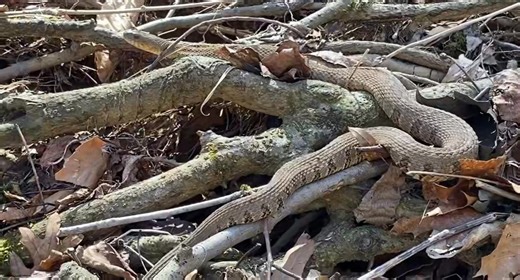 Great Smoky Mountains is home to 23 species of snakes: vital players in keeping rodent populations in check. While there are only 23 species of snakes in the Great Smoky Mountains National Park, there are only two venomous species. The two venomous snakes in the Smoky Mountains are the Copperhead and the Timber Rattlesnake. While you are hiking the mountains always be aware of your surroundings, keep a safe distance if a snake is spotted, and never disturb them. It’s also illegal to kill snakes 