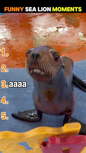 Sea Lions Being Absolutely Unhinged 😂🦭 | Funniest Moments Ever #sealions