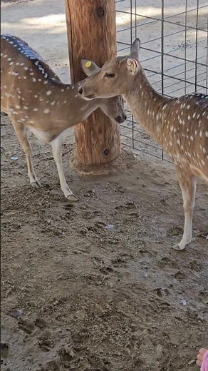Cutest Baby Deer Ever! 🦌😍 | Nature Short