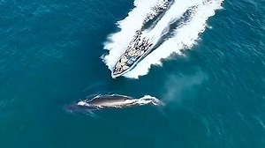 Protected whale struck and hurt by fishing boat in China's coast