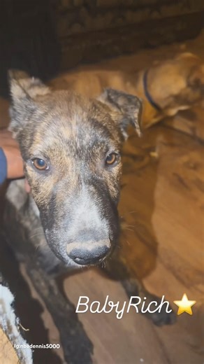 Baby German shepherd mix with pit bull always sits next to me. #shorts