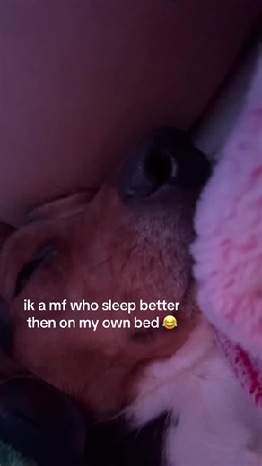 The Hilarious Truth About Dogs Snoring Like Humans