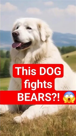 Great Pyrenees: The Giant Fluffy Guardian 🐶 #animals #dog #dogshorts #dogfacts #shorts