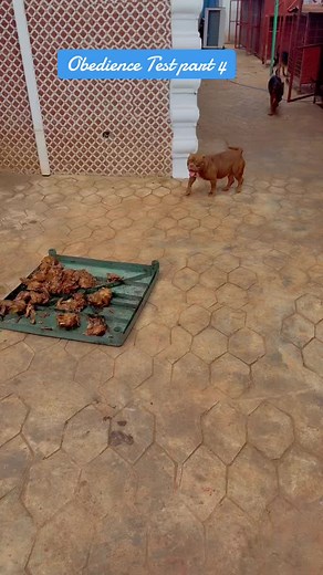 Obedience Test for Rottweiler and Alabai Breeds
