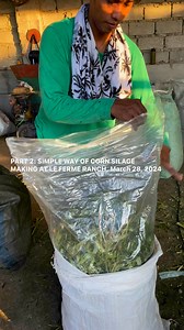 525K views · 5.7K reactions | FARMLIFE: PART 2. SIMPLE WAY OF CORN SILAGE MAKING AT LE FERME RANCH, March 28, 2024 | RAUL LAMBINO | Facebook
