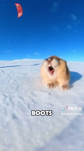 The Angry Arctic Lemming: Why This Tiny Mammal is So Grumpy