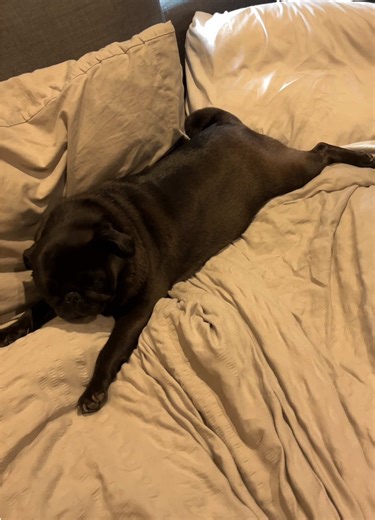 You can’t force a pug out of bed 😂 #pugs #pug #pugsoftiktok #funnydogs #pugslife #dogasmr #pugstiktok #dogsoftiktok #puggy