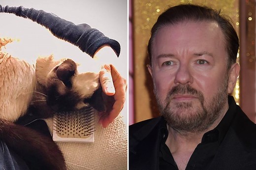 Ricky Gervais heartbroken as beloved cat Ollie dies at 16 years old