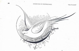 8 Designs Victorian Calligraphy Birds Printable Collection- 1800s Penmanship Art (digital Download) - Etsy UK