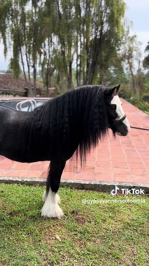 Adorable Little Guinness: Mini Gypsy Cob Horse Compilation