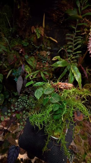 Plant-leaf ( plantus ) on Instagram: "Climbing plants are just perfect for terrarium ! Green but amazing one ! #terrarium #plant #natur #climbingplant #pipersp"