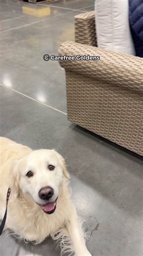 Just want to share with you. This is one of the things they test during therapy dog testing. We always get a strict tester 🤣. Tazio is amazing. He doesn’t react. We are getting Tazio to be a certified therapy dog. 😍 He is done with the show activities so he is going to start working once he completes all the tests. #therapydogs #therapydogsofinstagram | Carefree Goldens