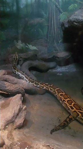 Python Is Just Chilling 🐉