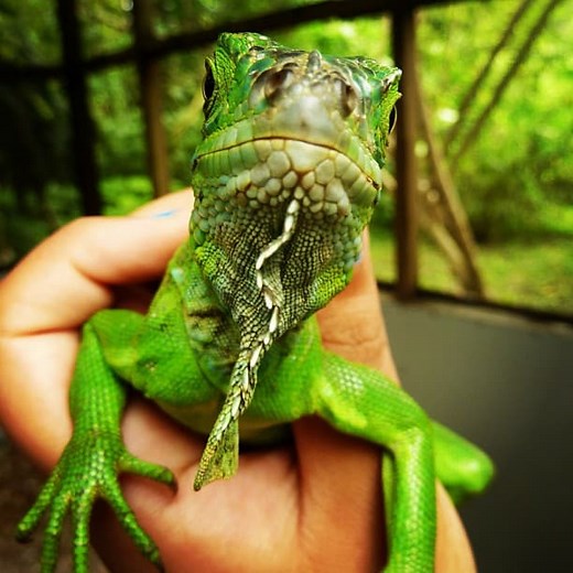Green Iguana Conservation Project – Belize Adventure