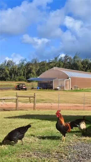 Kuilima Farm on Instagram: "After strong winds took down the previous greenhouse, a new one is almost complete and stronger than ever. The greenhouse protects Kuilima Farm’s hydroponic systems and creates the ideal environment for growing fresh, crisp lettuce year-round. Kuilima Farm is excited to begin growing hydroponic lettuce again, continuing to support local food production, farm-to-table partnerships, and sustainable growing practices. #Kuilimafarm #kuilimalicious #Ritzcarltonoahuturtleba