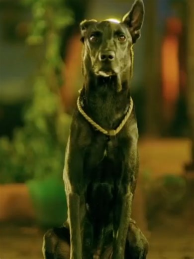 Memorable Bollywood Movie Scenes You Can't Miss