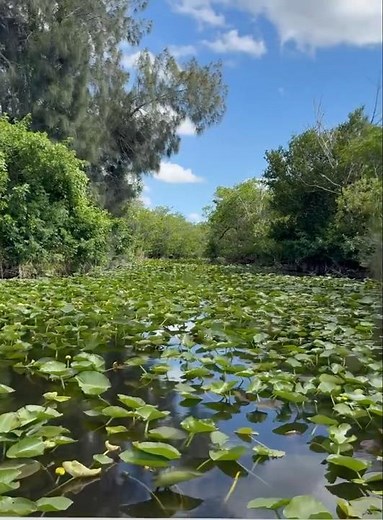 Airboat tours in Everglades National Park