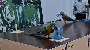 Two Parrots Race To Complete A Task — But One Outsmarts The Other