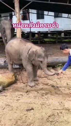 Funny Baby Elephant Moments You Can't Miss