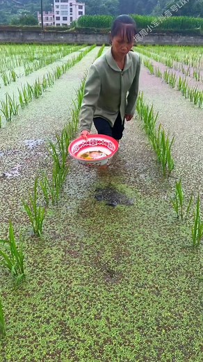 18K views · 50 reactions | Casting Fish Network Crab Crayfish Shrimp Smelt Eels Traps Mesh https://s.click.aliexpress.com/e/_DBxK3if | Civil Engineering Daily | Facebook