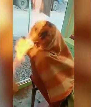 Fire hair cut gone wrong| MOJO