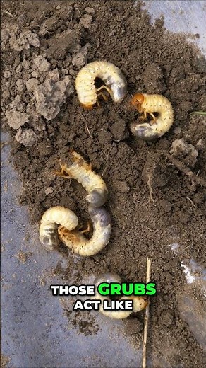 June Bugs & Grubs: Why Skunks Are Destroying Your Lawn | Rochester NY Wildlife Removal