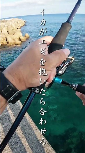 エギングで超簡単にアオリイカを釣る方法 #shorts #エギング #釣り