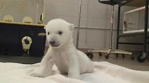 Why do polar bear cubs (and babies) crawl backwards?