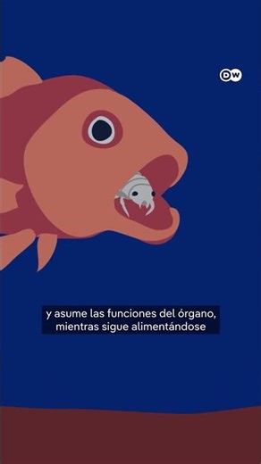 ¿Has oído hablar del parásito come lenguas?