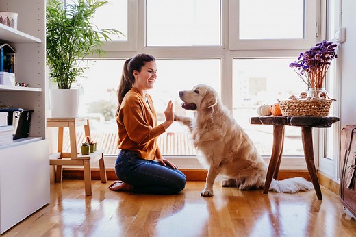 9 Cost-Effective Ways To Keep Your Dog Mentally Stimulated | PetMD