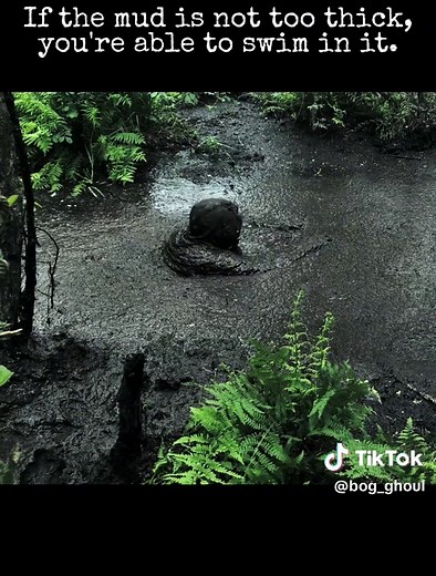 How to Swim in a Bog: Tips and Techniques