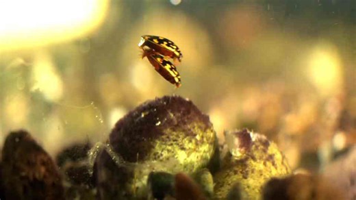 Watch what happens when a diving beetle turns still water into a hunting ground