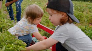 5.4K views · 82 reactions | Strawberry season has arrived in #BayfieldWI! ☀️ Visit one of our local orchards or fruit farms to pick your own sun-ripened berries or grab a pre-picked quart (or two) ready to go. However you choose to enjoy them, Bayfield strawberries are summer at its sweetest.  For the latest picking conditions and farm updates, check the Berry Farm and Orchard Report linked in the comments. Happy picking! | Bayfield and the Apostle Islands | Facebook