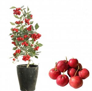 [Hot Item] Wholesale Crataegus Pinnatifida Tree Seedlings Hawthorn Tree Seedlings Bonsai